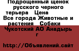 Подрощенный щенок русского черного терьера › Цена ­ 35 000 - Все города Животные и растения » Собаки   . Чукотский АО,Анадырь г.